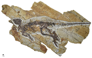 Fossil of Pulaosaurus qinglong