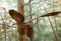 Model of Microraptor gui at the American Museum of Natural History
