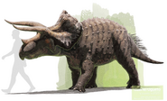 Reconstruction of Triceratops horridus size