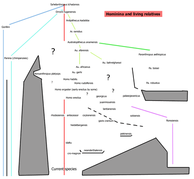 Hominintree4