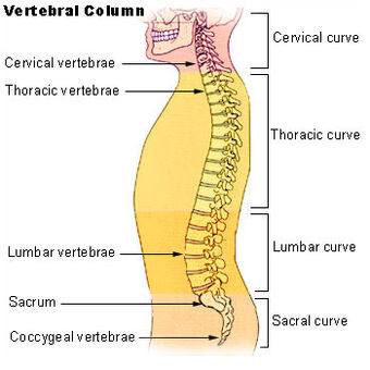 Cervical Vertebrae Paleontology Wiki Fandom