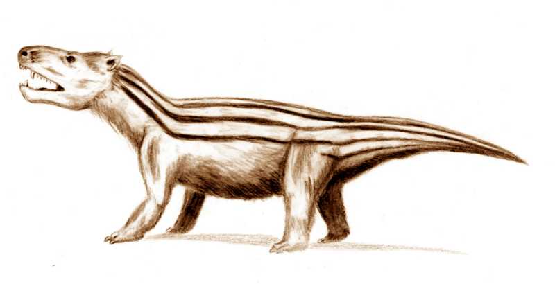 Mammalian Evolution and Triassic Cynodonts