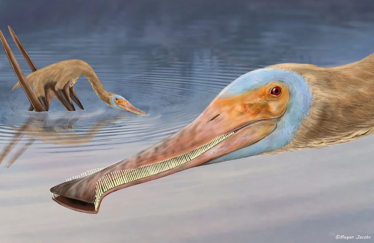 balaenognathus-paleopedia-wiki-fandom