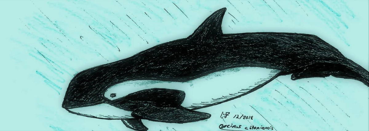 Orcinus citoniensis Paleopedia Wiki Fandom