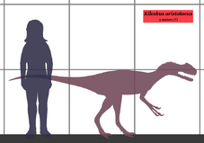 K. aristotocus compared to a human for scale