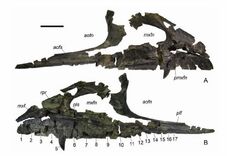 Holotype specimen of K. aristotocus skull