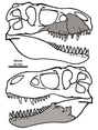 200px-Zhuchengtyrannus magnus ZCDM V0031