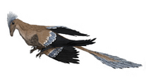 220px-Microraptor mmartyniuk