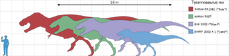 Comparison of several notable T. rex fossils