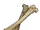 Bone