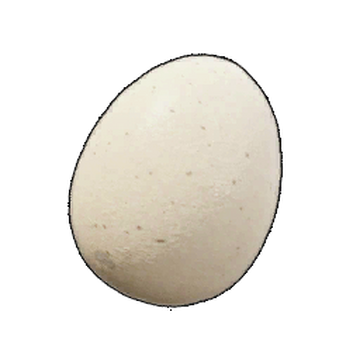Egg | Palworld Wiki | Fandom