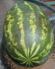Vampire watermelon