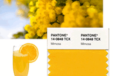 https://static.wikia.nocookie.net/pantone/images/e/eb/2009_mimosa.gif/revision/latest/smart/width/386/height/259?cb=20110505235012