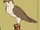 Falcon