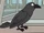 Crows