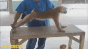 Monkeyrank.gif