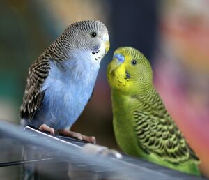 Parakeets-1-