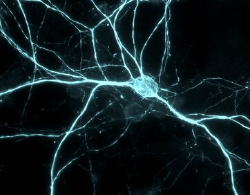 Neuron