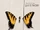 Brand New Eyes