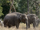 Elephant Kills of Maya Murmu