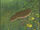 Tsuchinoko
