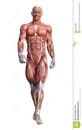 Male-anatomy-figure-rendering-male-anatomy-figure