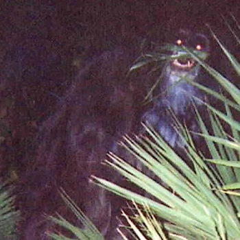 Skunk Ape | Paranormal Strange Wiki | Fandom