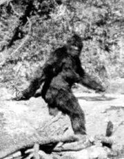 Sasquatch