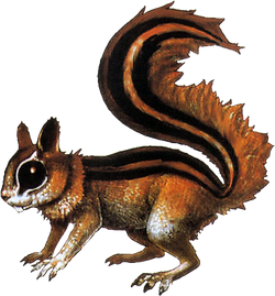 Squirrel.png