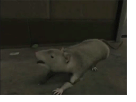RatMutate