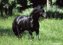 Frison