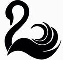Cygne noir .jpg