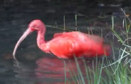 Brevard Zoo Ibis