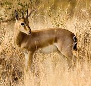 Chinkara as Thomson's Gazelle