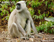 Grey Langur as Vervet Monkey