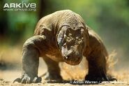 Komodo-dragon