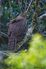 Madagascar Serpent Eagle as Maaradactylus