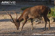 Male-Javan-rusa.jpg