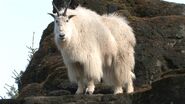 Mountain goat (Oreamnos americanus)