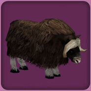 Muskox