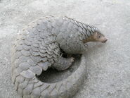 Pangolin, Chinese