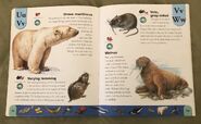 Polar Animals Dictionary (24)