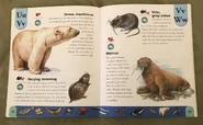 Polar Animals Dictionary (24).jpeg (1.56 MB)