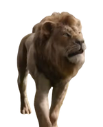 Simba as Alex