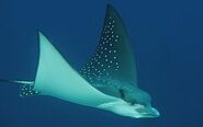 Spotted Eagle Ray as Mr. Ray