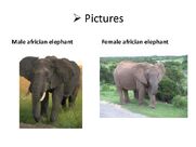 The-african-elephants-8-638