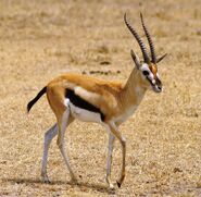 Thomson's Gazelle (Eudorcas thomsonii)