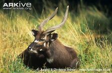 Tragelaphus spekii.jpg