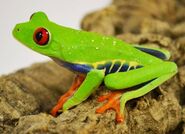 Tree Frog, Red-Eyed