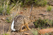 Cape Hare as Palaeologus